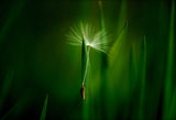 Green Poster och Canvastavla