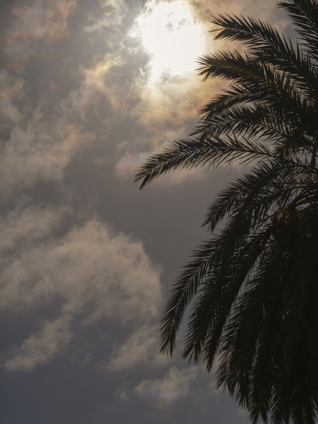 palm trees Poster och Canvastavla