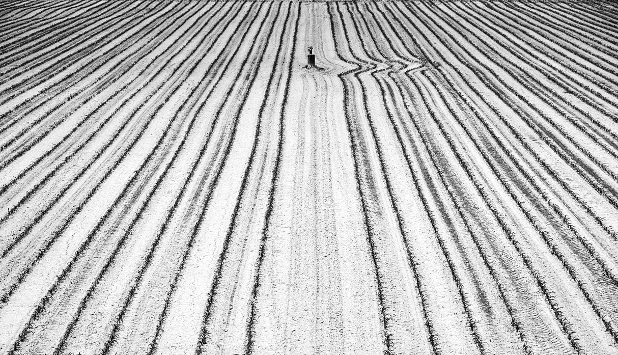 Sowing Poster och Canvastavla
