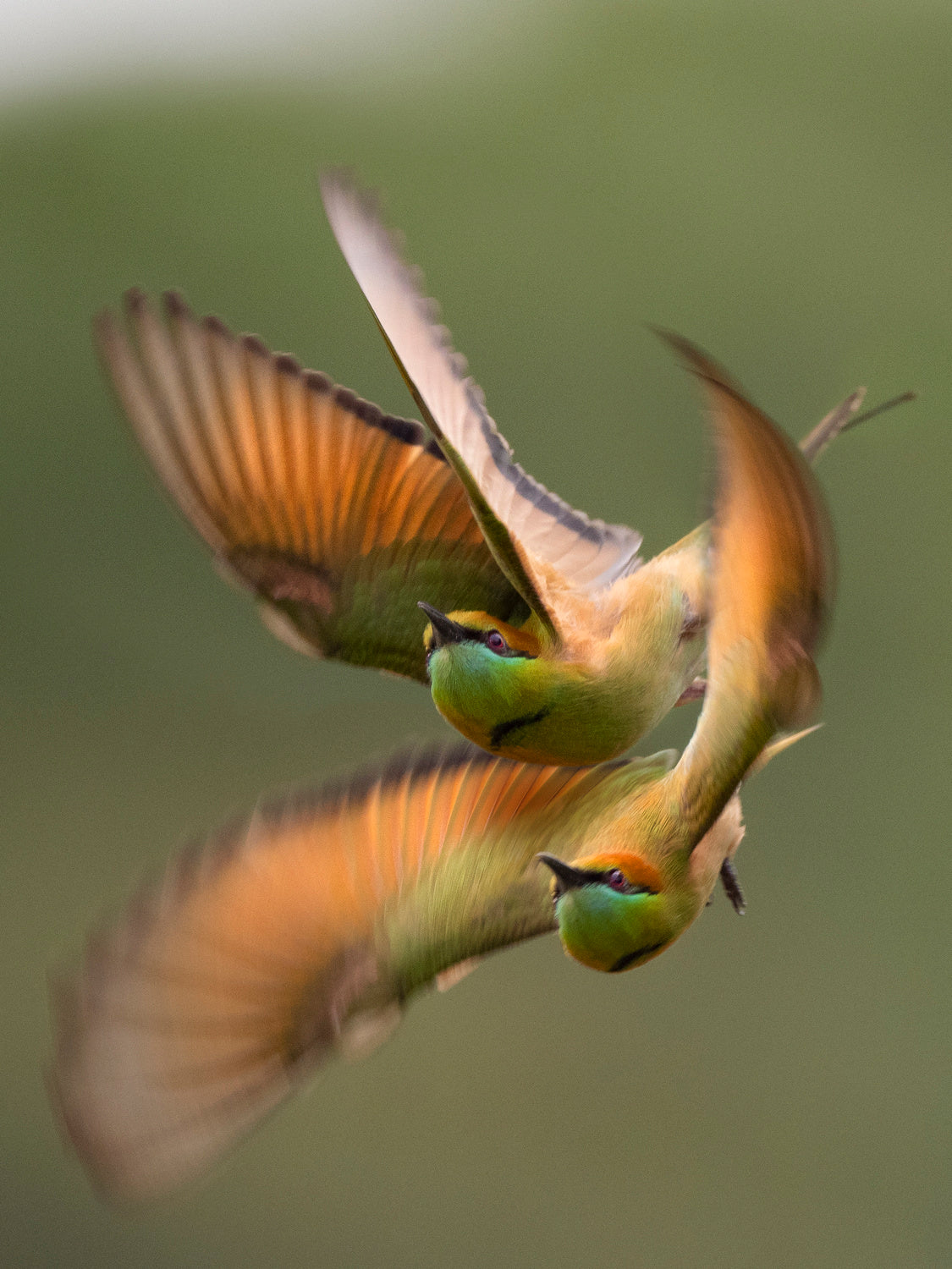 Bee-eater Poster och Canvastavla