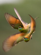 Bee-eater Poster och Canvastavla