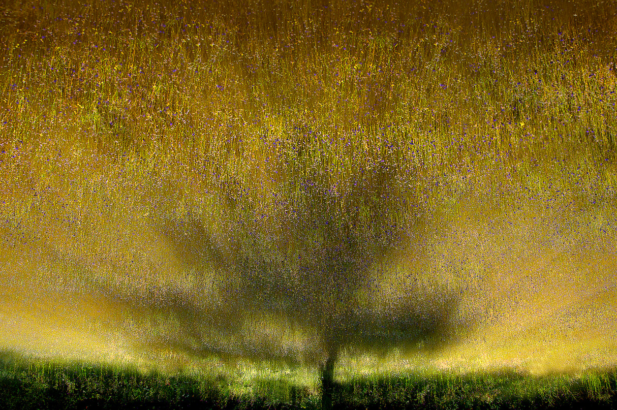 Under the golden light Poster och Canvastavla