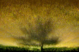 Under the golden light Poster och Canvastavla
