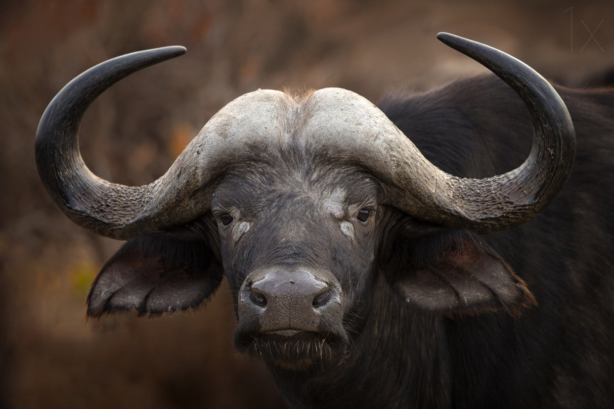 A Buffalo Portrait Poster och Canvastavla