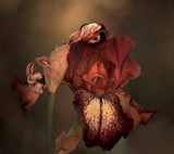 An Iris in Spring Poster och Canvastavla