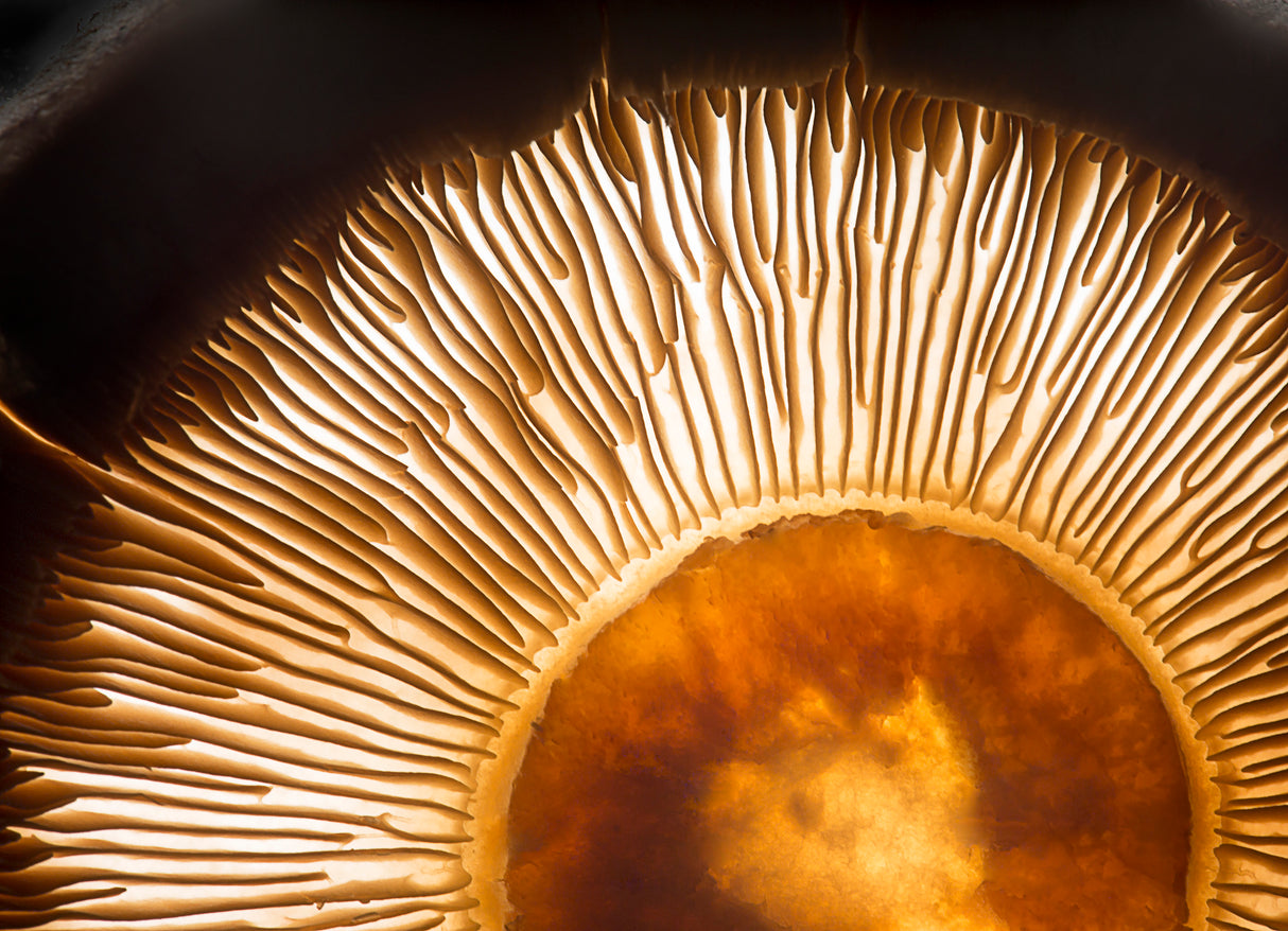 Portobello mushroom Poster och Canvastavla