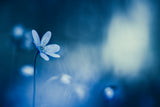 Blueish morning Poster och Canvastavla