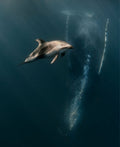 When Dophin meet whales ... Poster och Canvastavla