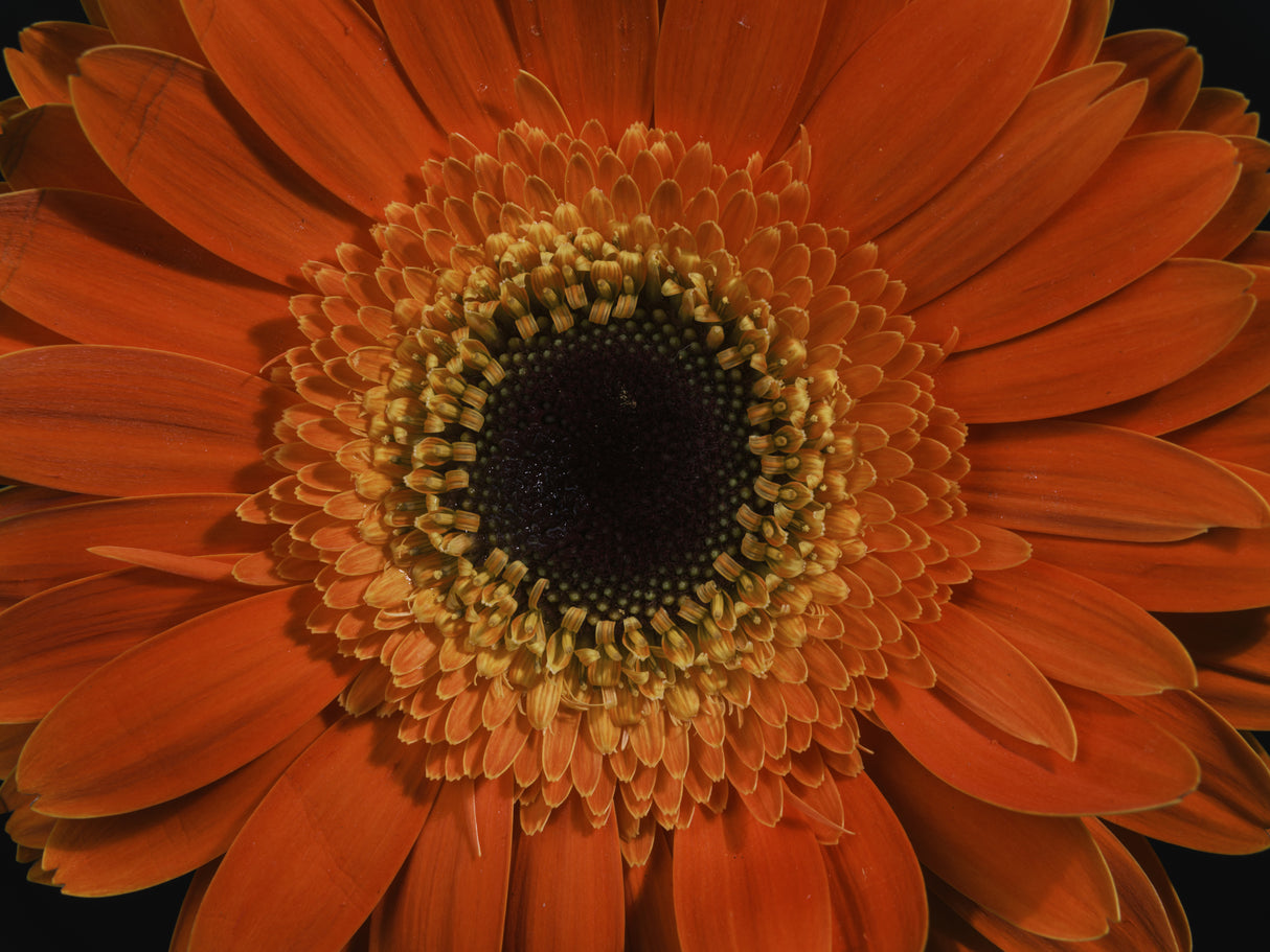 beautiful flower Poster och Canvastavla