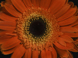 beautiful flower Poster och Canvastavla
