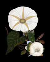 Moody Morning Glories Poster och Canvastavla