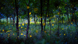 Magic fireflies Poster och Canvastavla