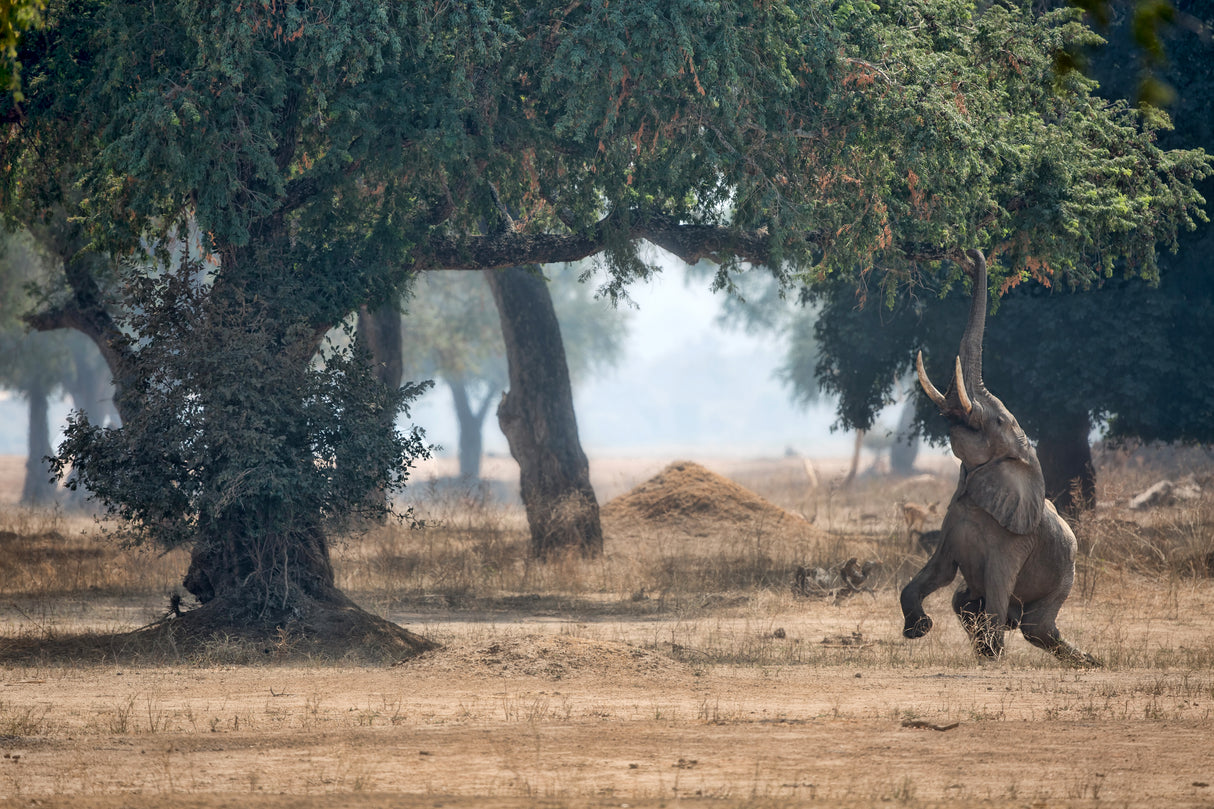 Mana Pools Secret Poster och Canvastavla