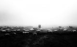 The flock in the fog Poster och Canvastavla