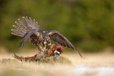 Peregrine Falcon Poster och Canvastavla