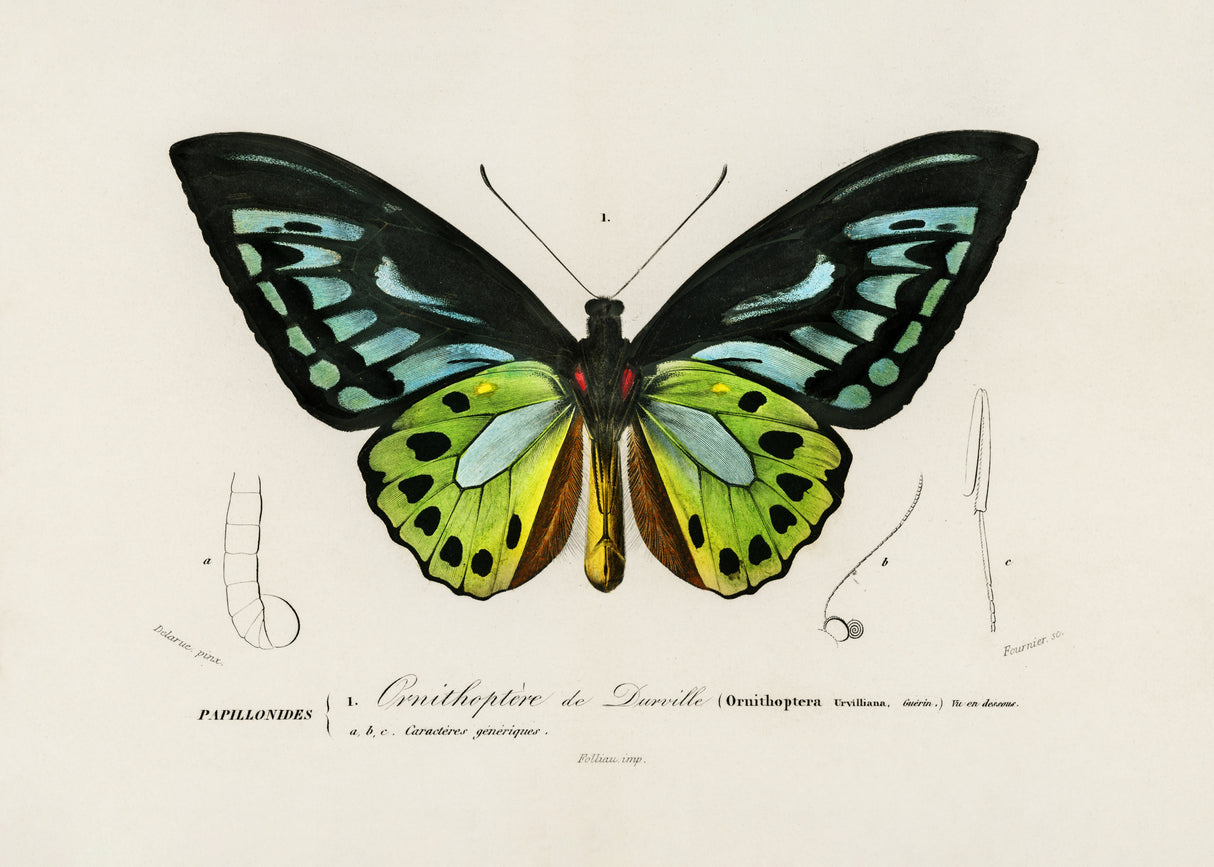 Green Birdwing Butterfly Poster och Canvastavla