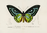 Green Birdwing Butterfly Poster och Canvastavla
