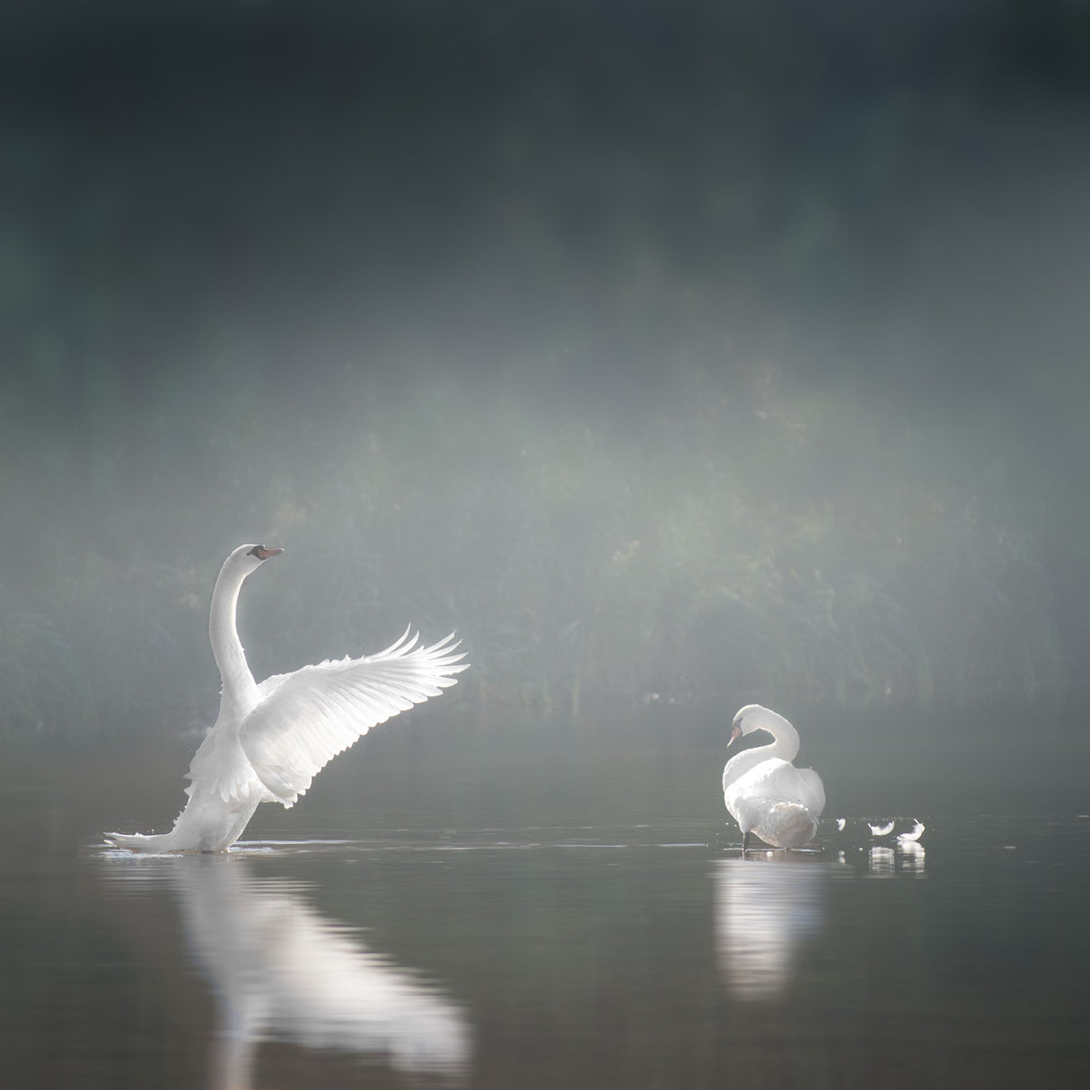 swansee Poster och Canvastavla