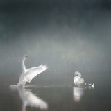 swansee Poster och Canvastavla