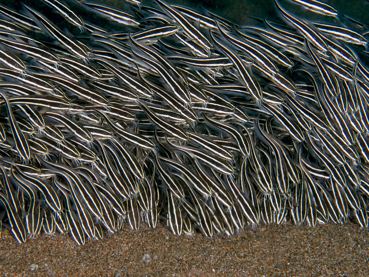 Striped Eel Catfish Poster och Canvastavla