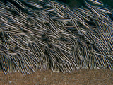 Striped Eel Catfish Poster och Canvastavla