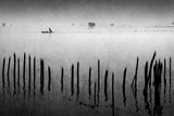 Melody of the wetland Poster och Canvastavla