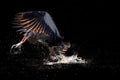Running away with a fish for supper Poster och Canvastavla
