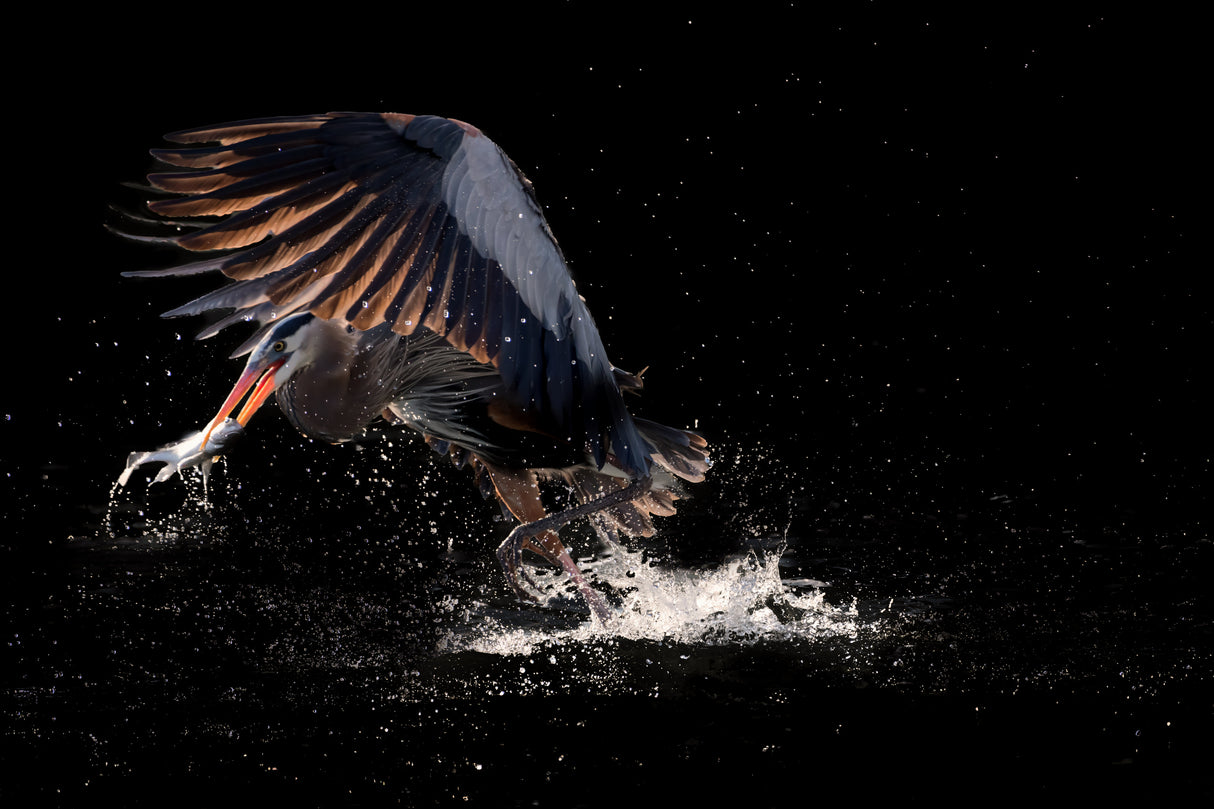 Running away with a fish for supper Poster och Canvastavla