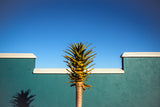 the desert blooms Poster och Canvastavla