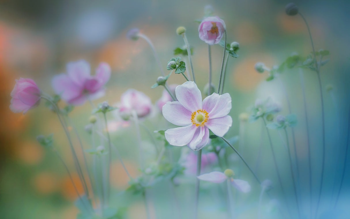 anemone Poster och Canvastavla