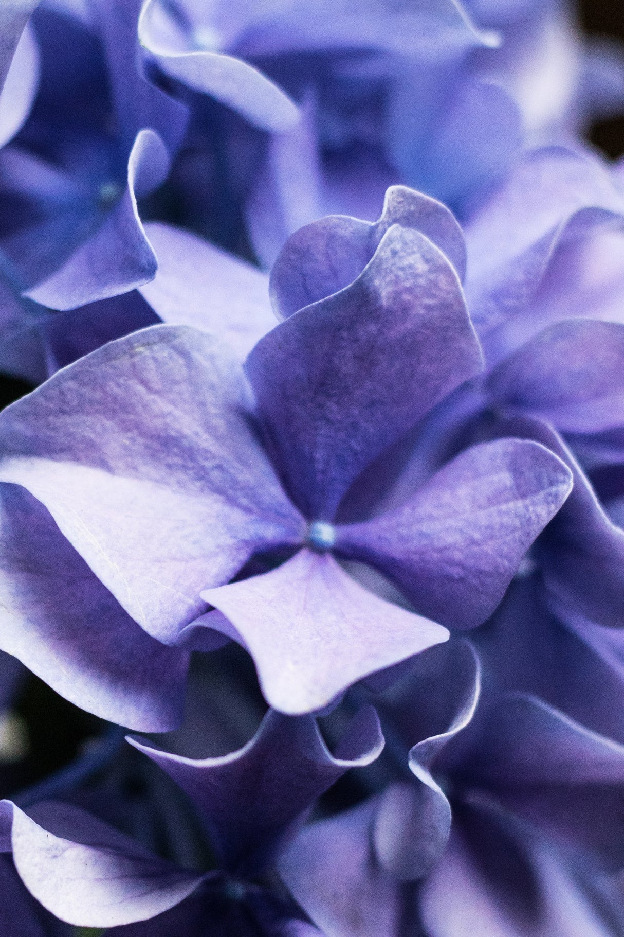 Isn't she lovely - Lilac Hydrangea Poster och Canvastavla