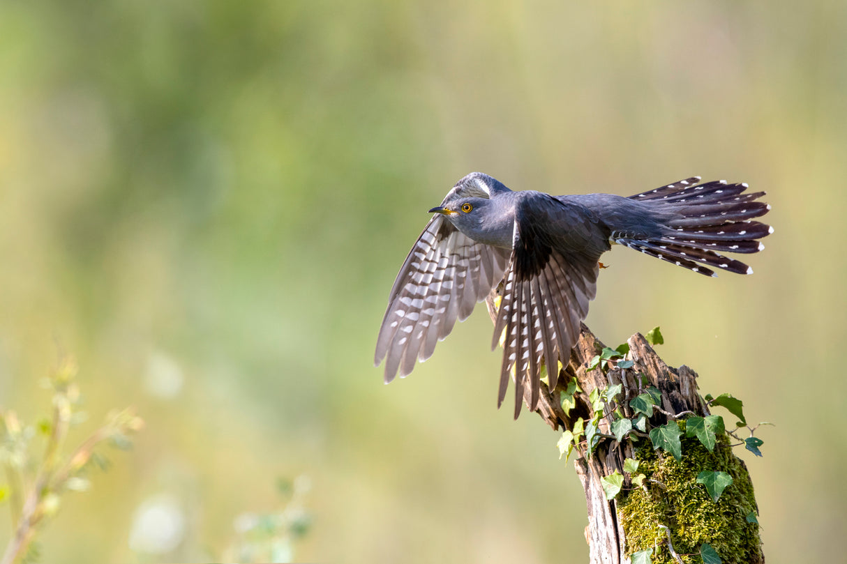 The cuckoo taking off Poster och Canvastavla