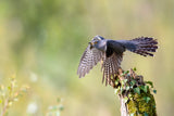 The cuckoo taking off Poster och Canvastavla