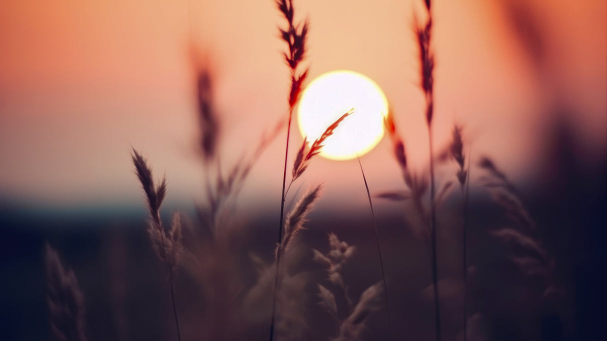 Glowing Sun NO 2 Poster och Canvastavla