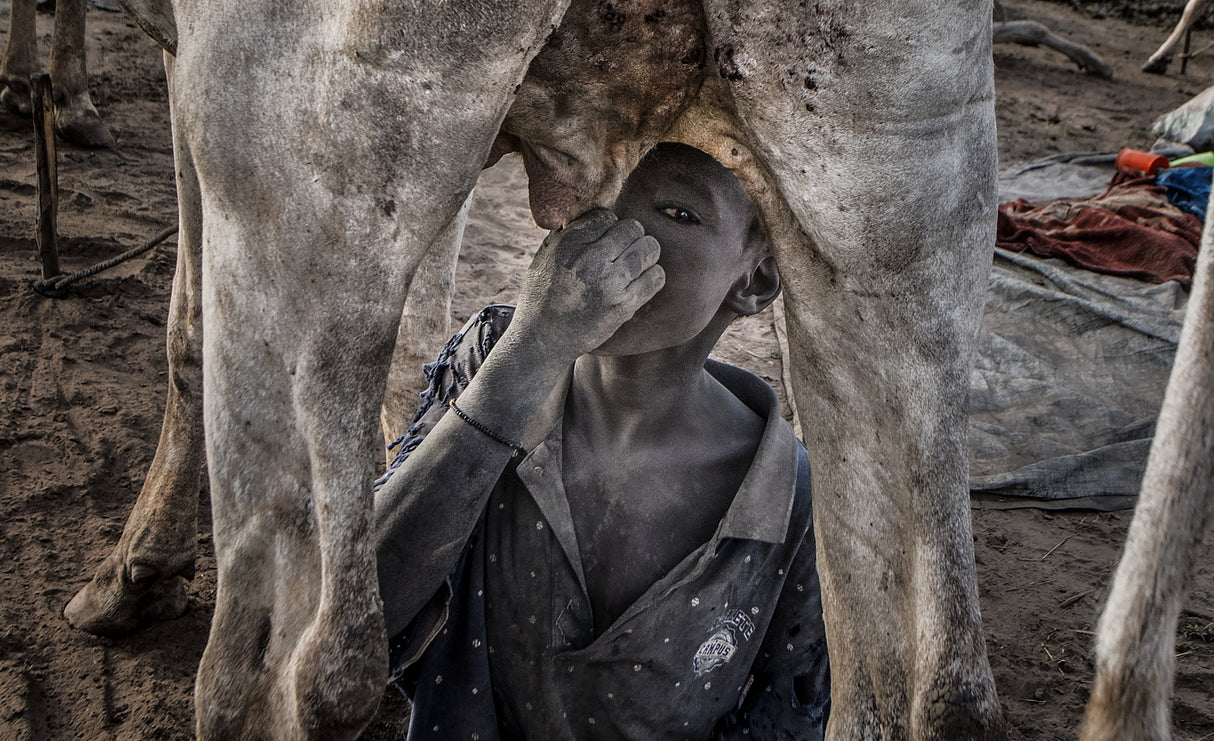Mundari child drinking directly from the cow ´s udder. Poster och Canvastavla