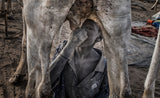 Mundari child drinking directly from the cow ´s udder. Poster och Canvastavla