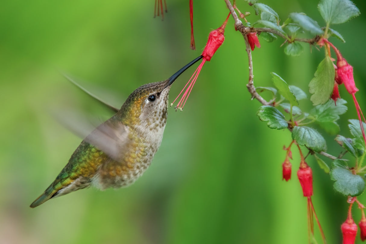 Hummingbird Poster och Canvastavla