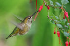 Hummingbird Poster och Canvastavla