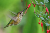Hummingbird Poster och Canvastavla