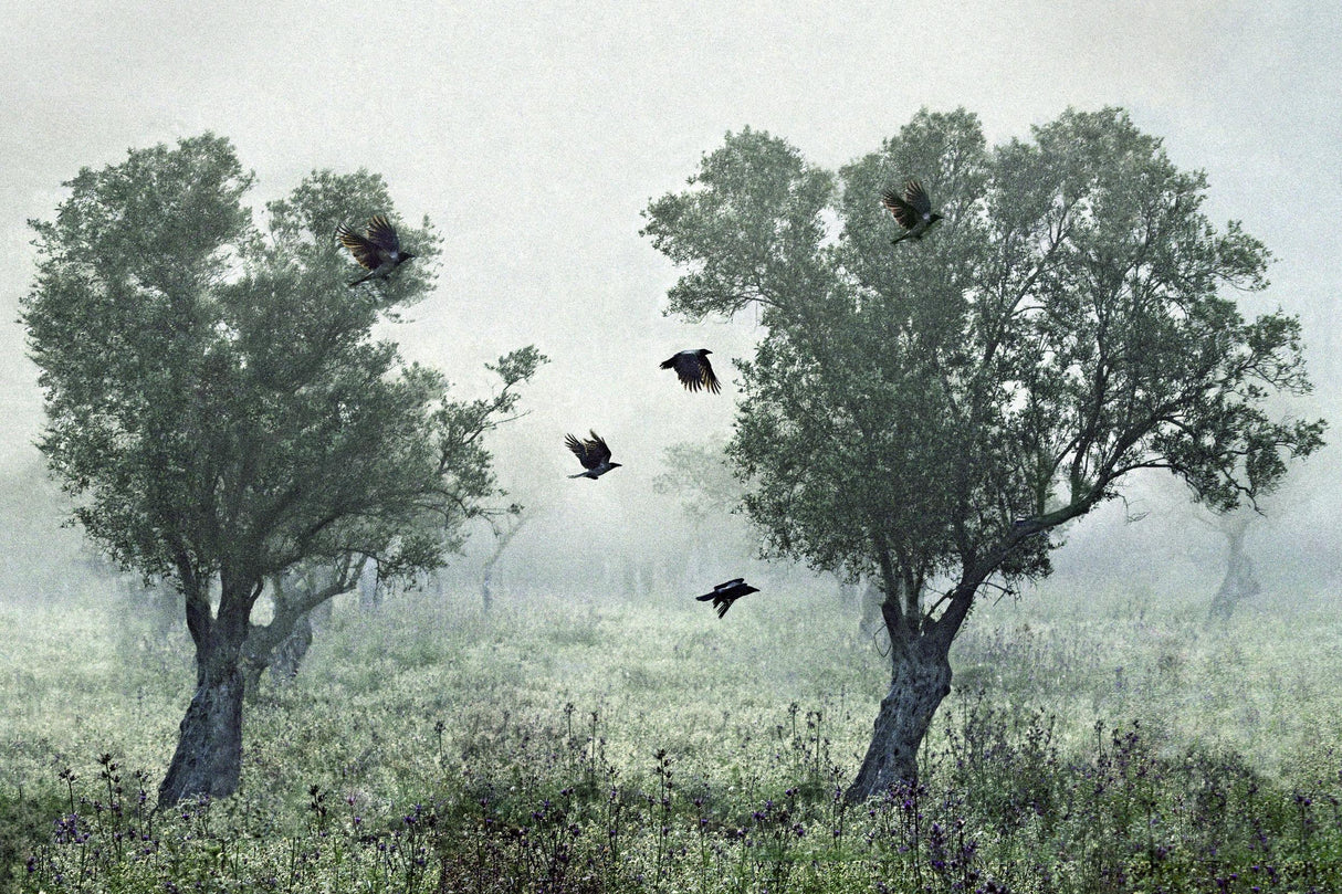 Crows in the mist Poster och Canvastavla