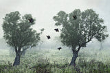 Crows in the mist Poster och Canvastavla