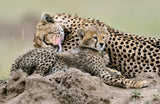 Tenderness Poster och Canvastavla