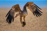 eastern-imperial-eagle Poster och Canvastavla