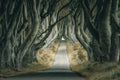 Irish Hedges Poster och Canvastavla