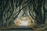 Irish Hedges Poster och Canvastavla