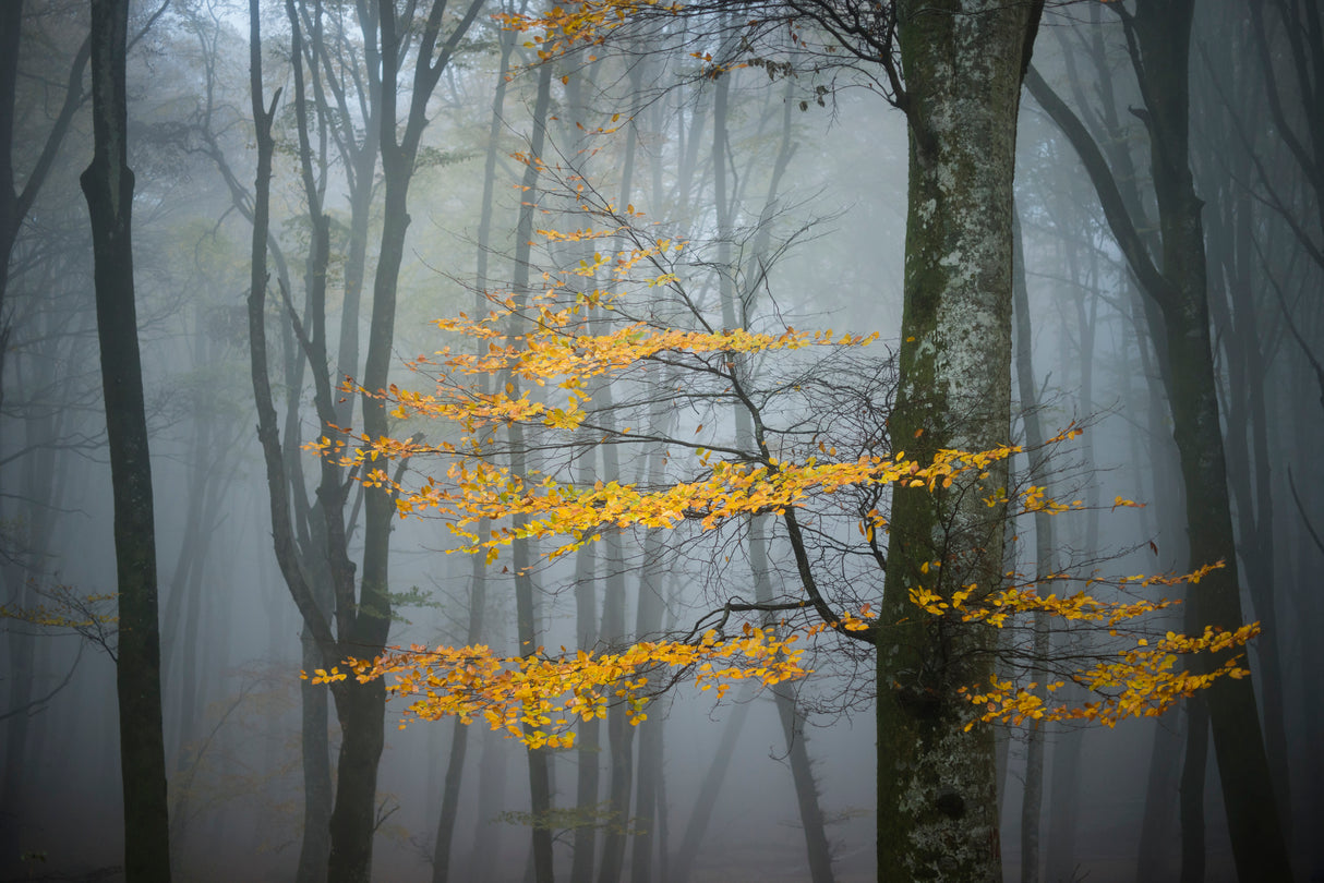 Beech Forest in Autumn Poster och Canvastavla