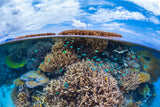 Split level from Mayotte reef Poster och Canvastavla