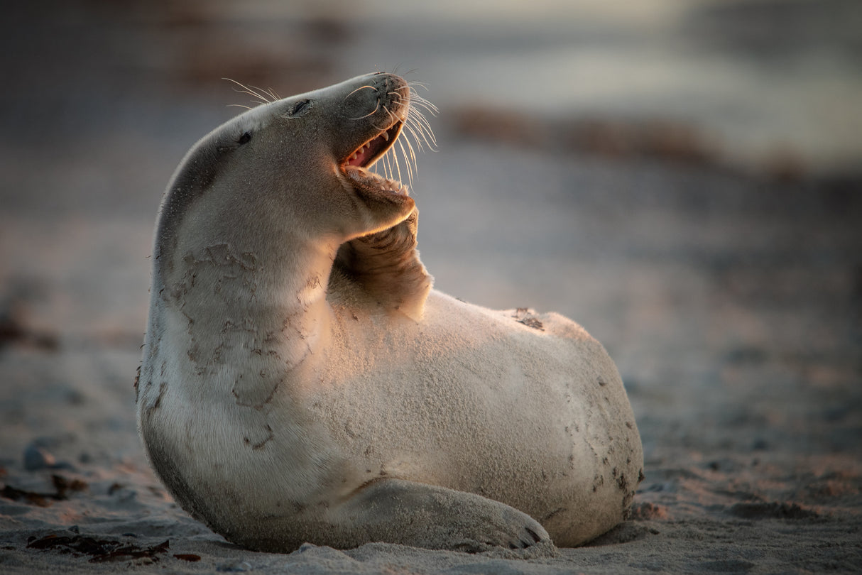You make me laugh...... Poster och Canvastavla