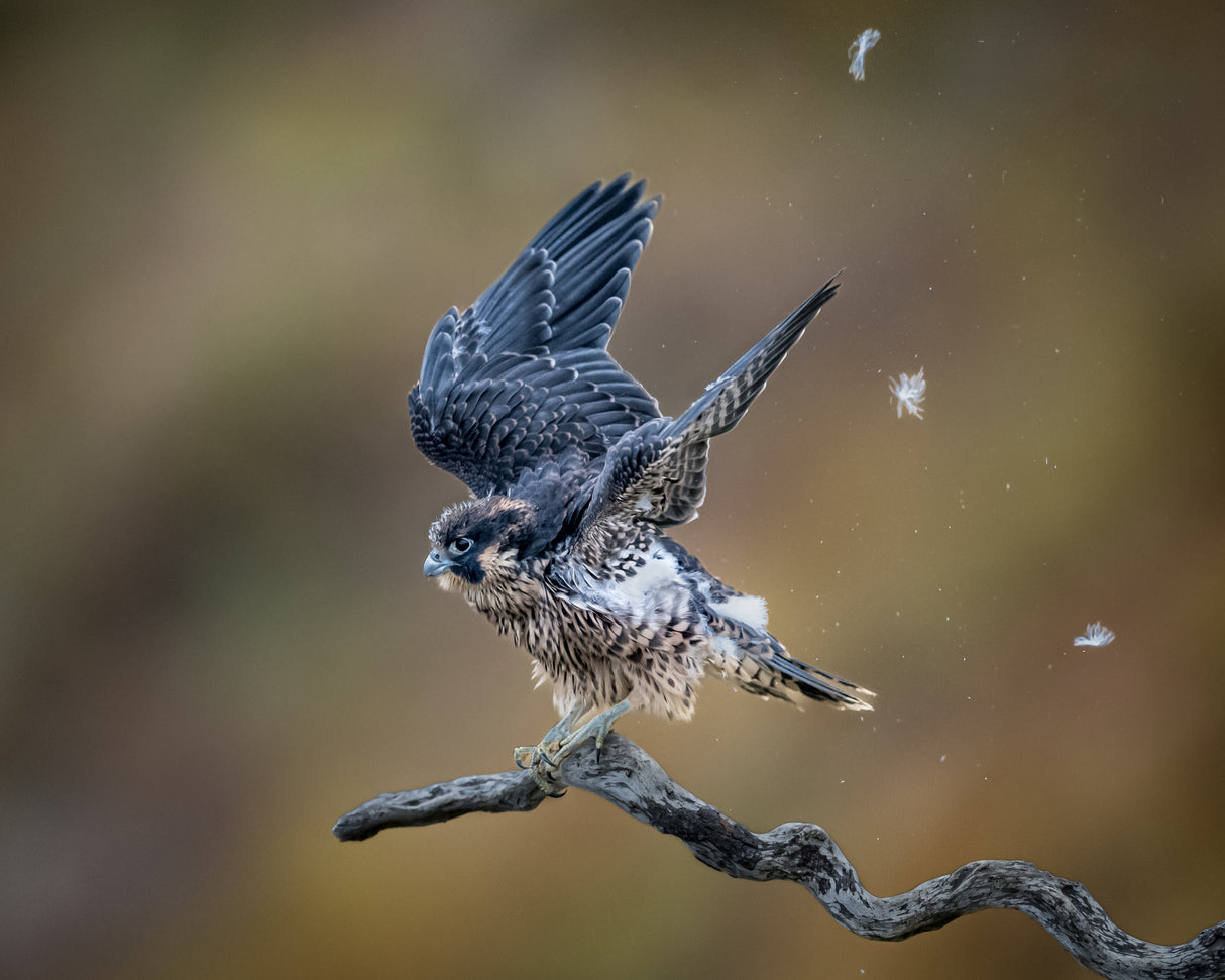 Shaking off Birth Feather before Taking off - Baby Peregrine Falcon Poster och Canvastavla