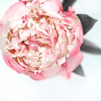 Blush peony III Poster och Canvastavla